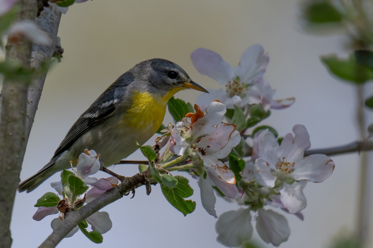 Northern Parula - Rob  Henderson