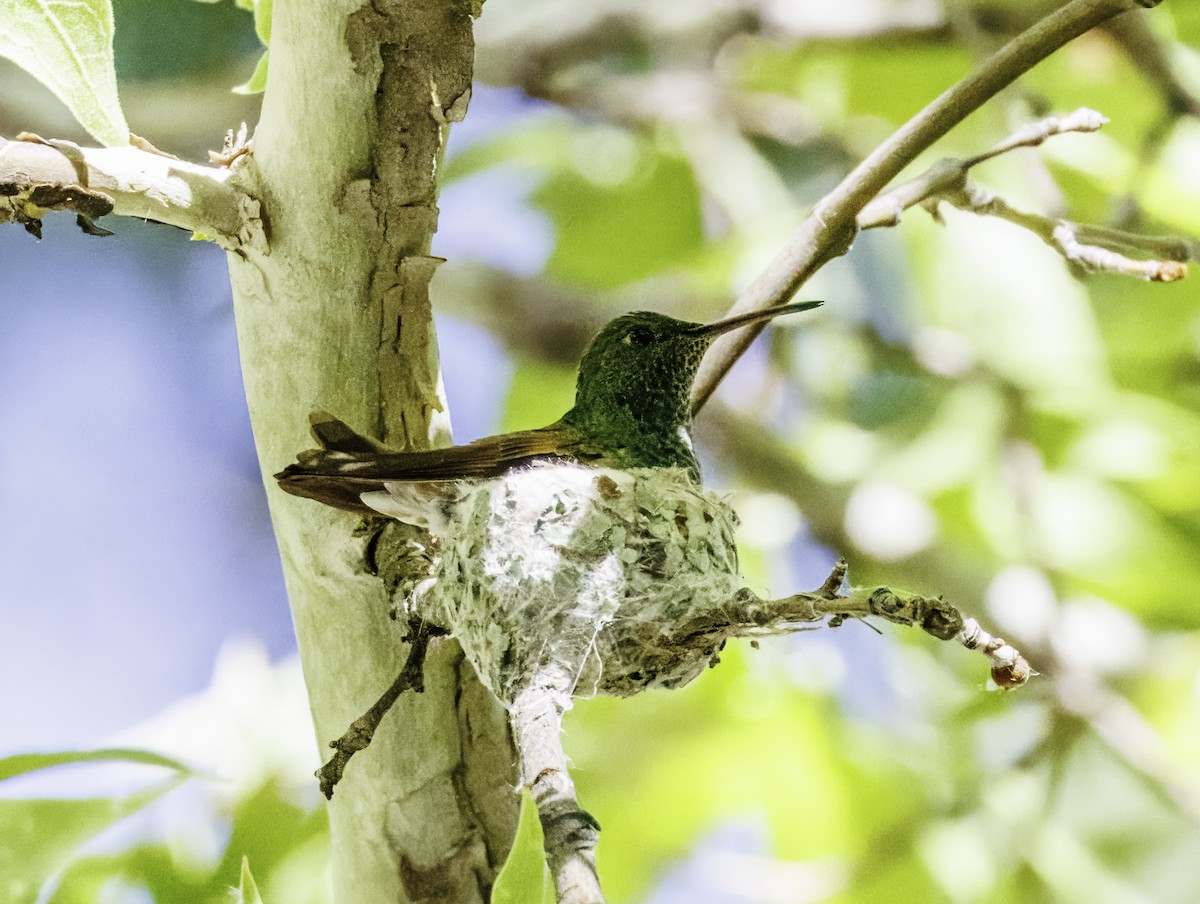 hummingbird sp. - Pete Gregoire