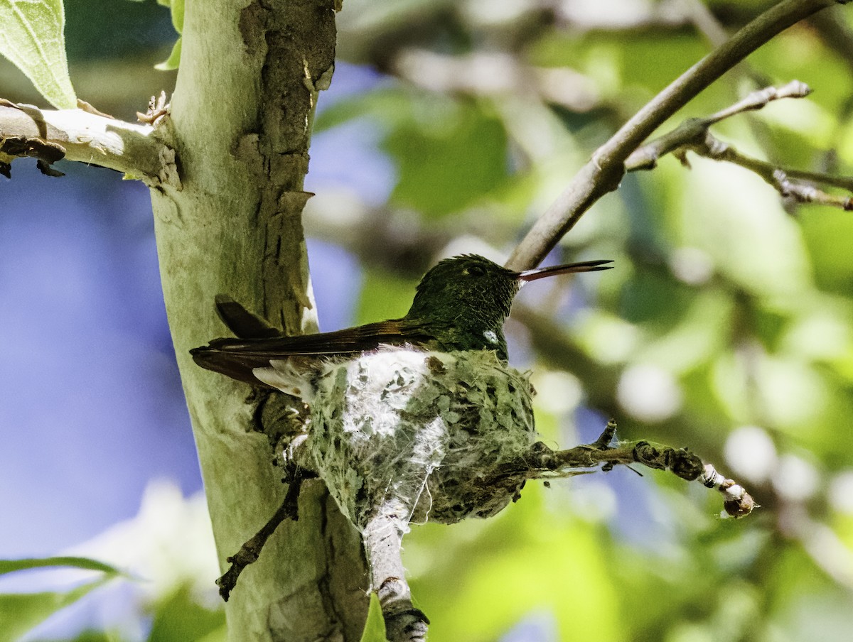 hummingbird sp. - Pete Gregoire