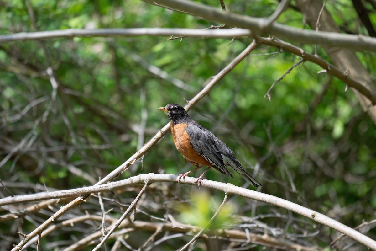 American Robin - Rob  Henderson