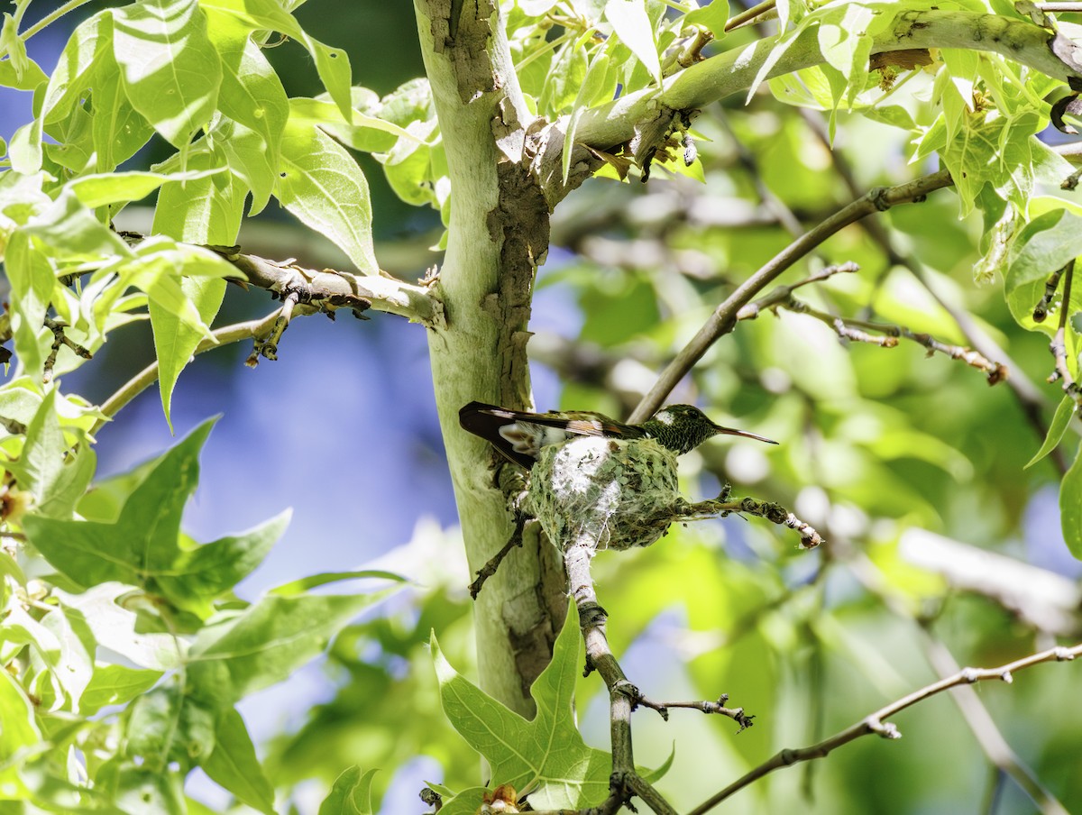 hummingbird sp. - Pete Gregoire