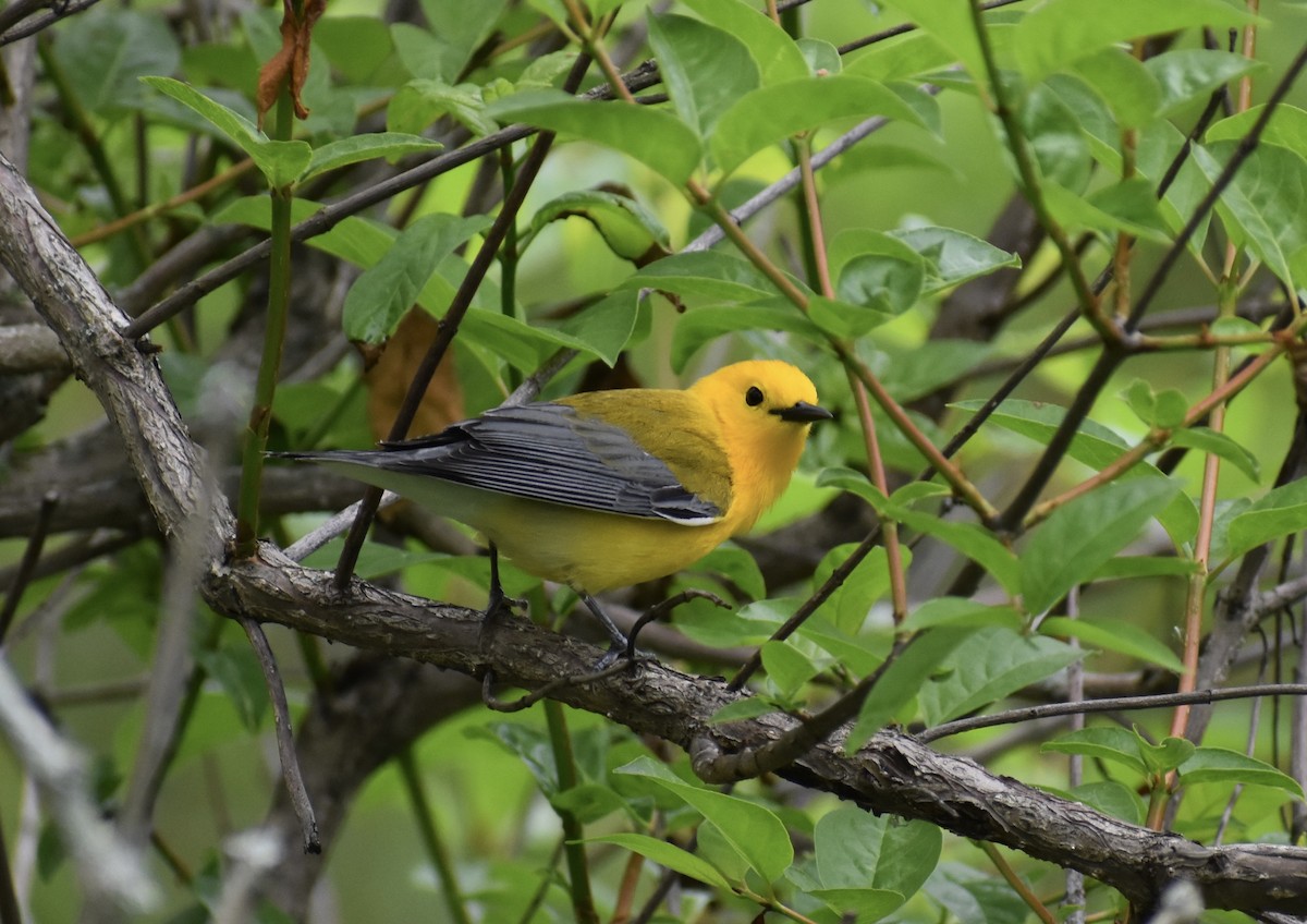 Prothonotary Warbler - ML619285106