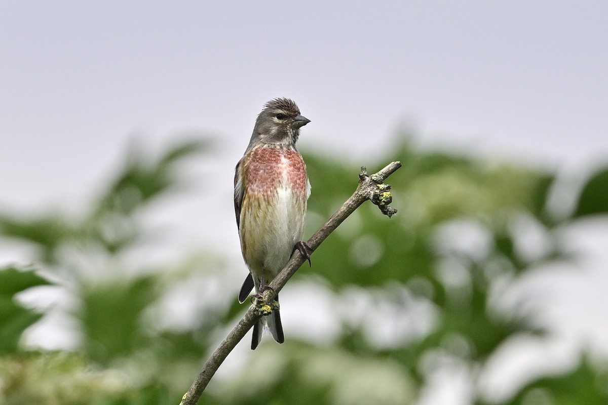 Eurasian Linnet - Gerd Schön