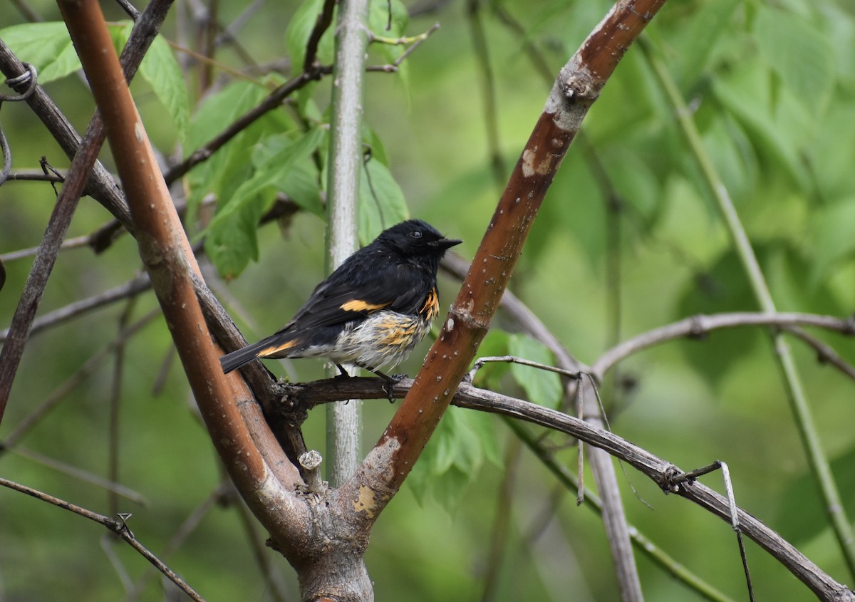 American Redstart - ML619285111