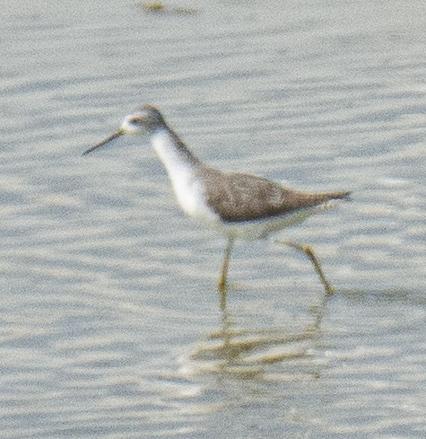 Marsh Sandpiper - Clément Berthelot