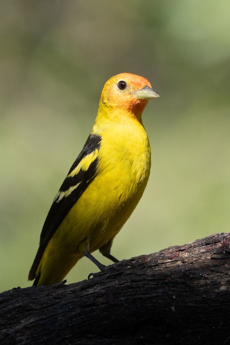 Western Tanager - ML619285128