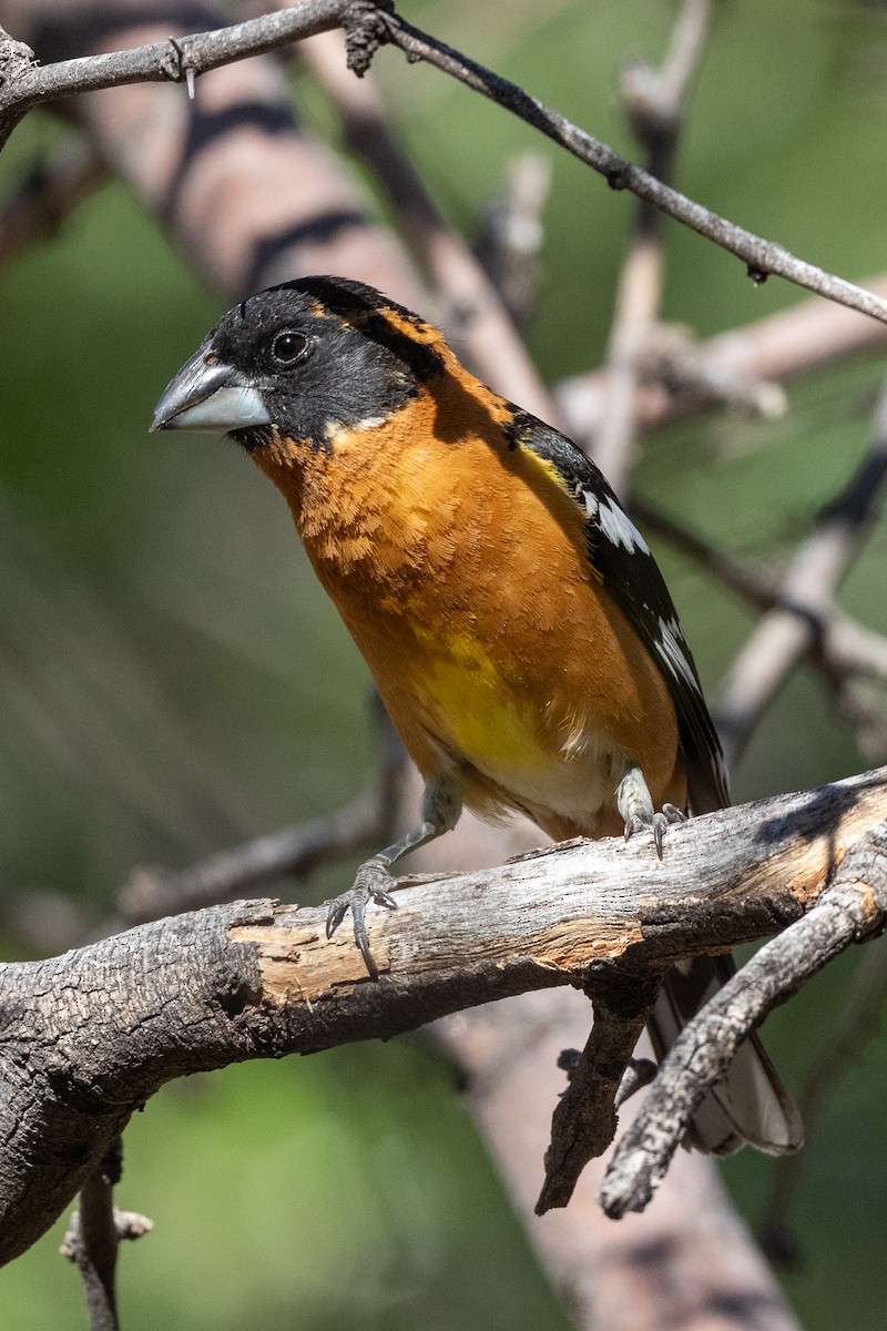 Black-headed Grosbeak - ML619285129