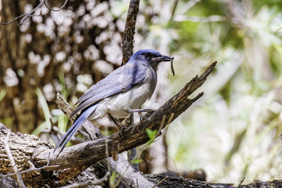 Mexican Jay (Arizona) - Pete Gregoire