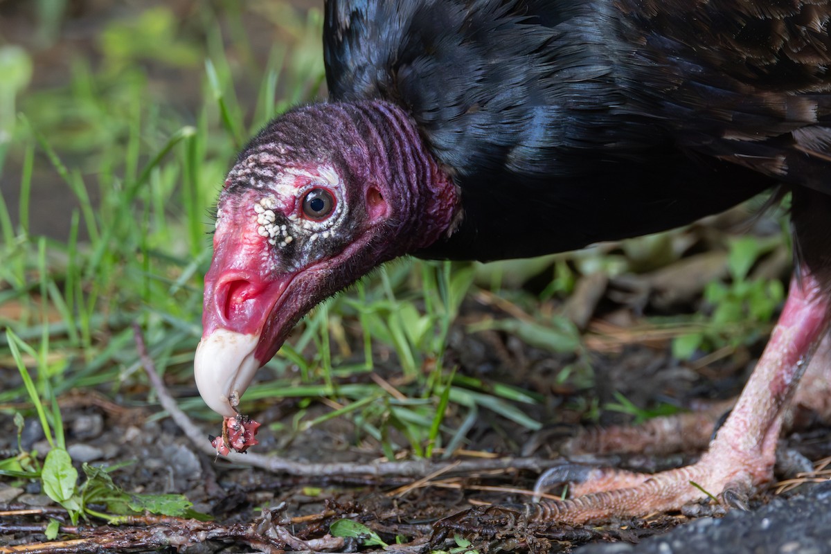 Turkey Vulture - Phil Lehman