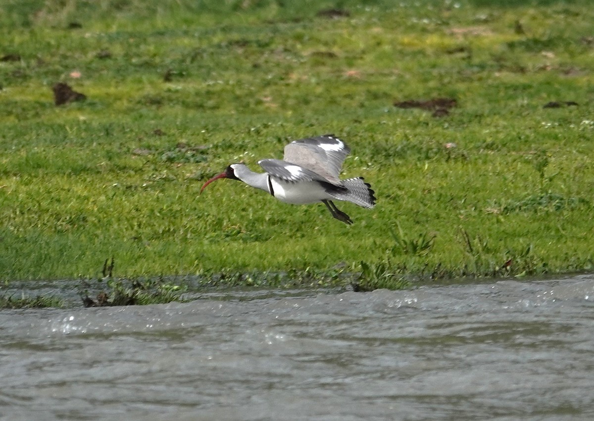 Ibisbill - Edurne Ugarte