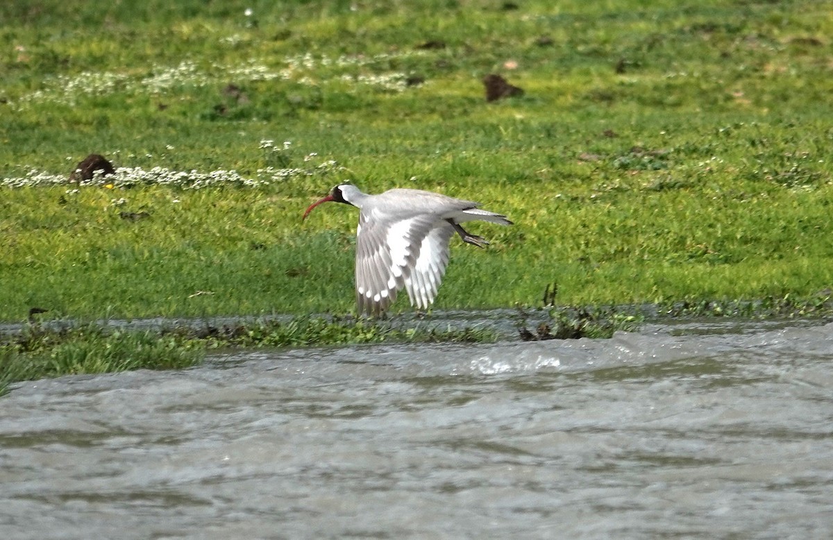 Ibisbill - Edurne Ugarte