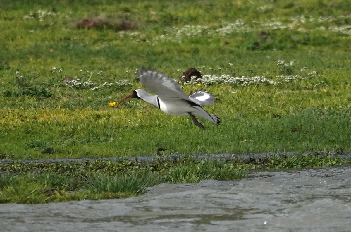 Ibisbill - Edurne Ugarte