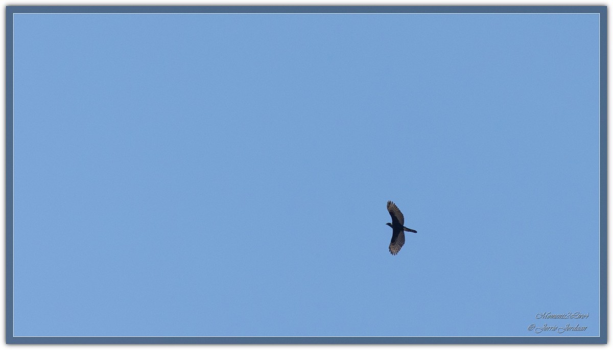 Black Goshawk - Jorrie Jordaan