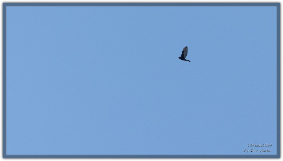 Black Goshawk - Jorrie Jordaan