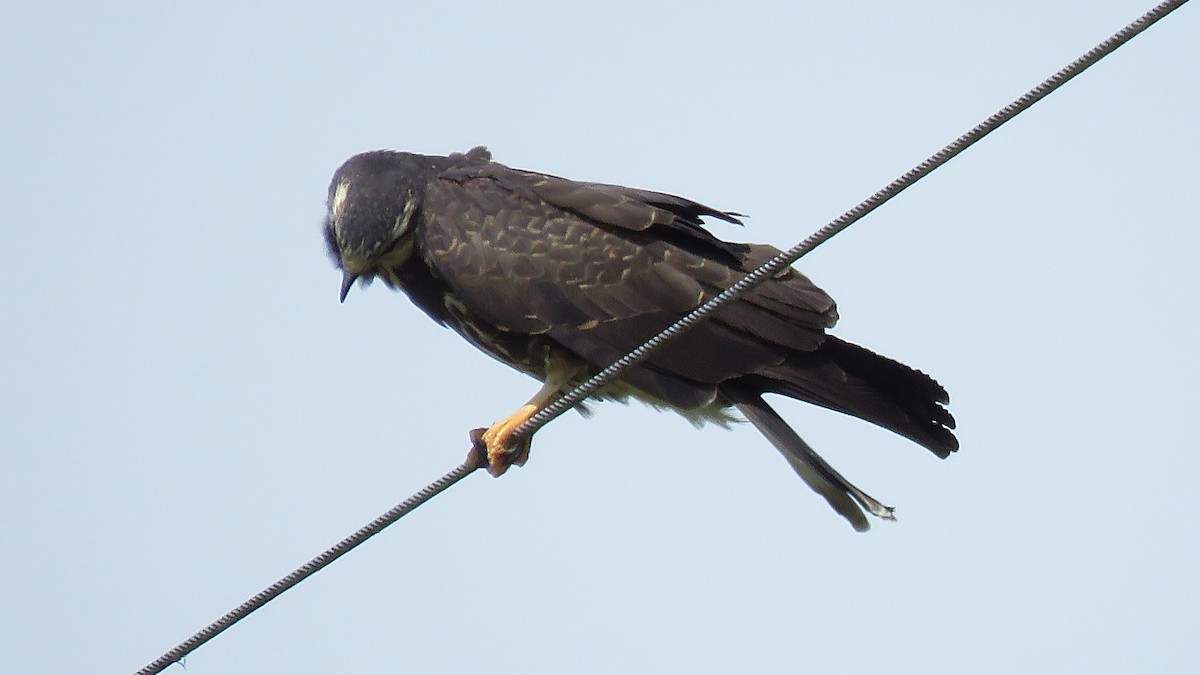 Snail Kite - José Achipis