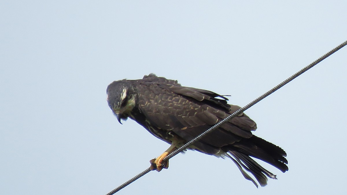 Snail Kite - José Achipis