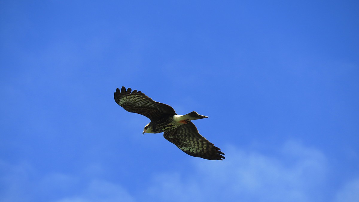 Snail Kite - José Achipis