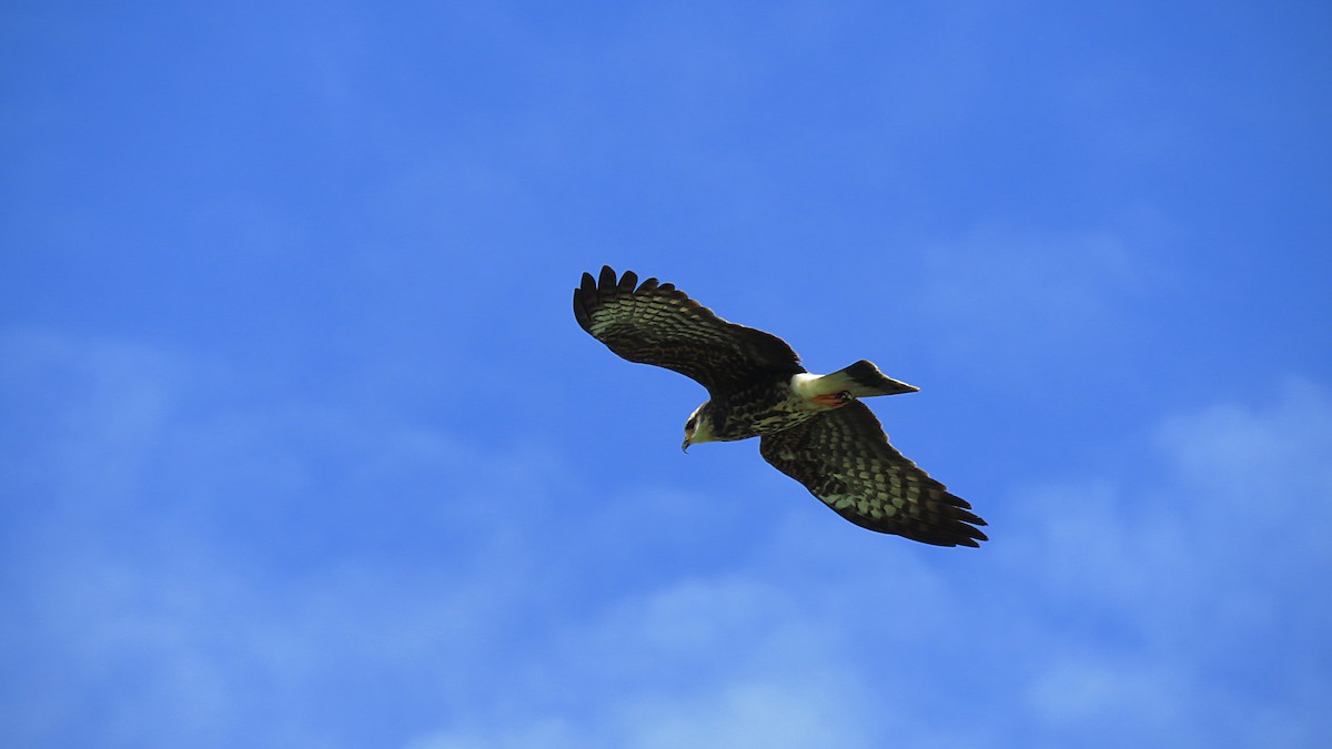 Snail Kite - José Achipis