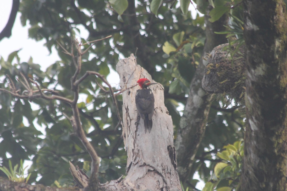 Lineated Woodpecker - dan davis