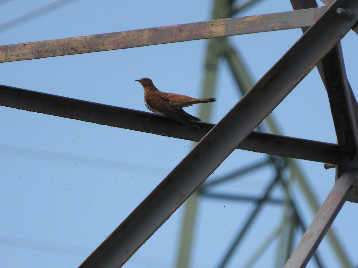 Common Cuckoo - ML619285193