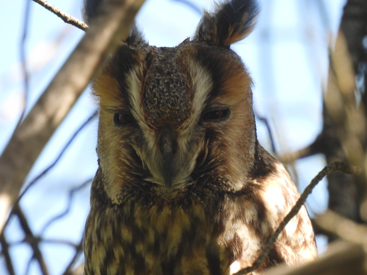 Long-eared Owl - ML619285204