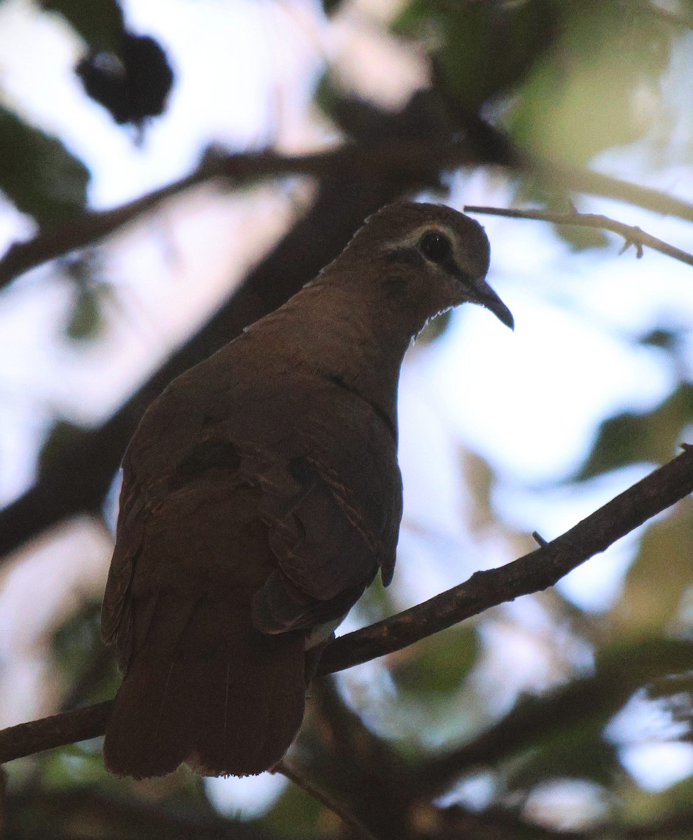 Tambourine Dove - Frank Willems - Birding Zambia