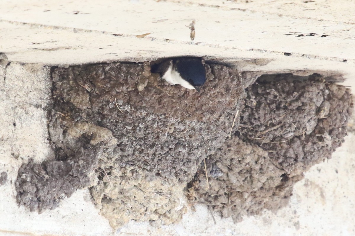 Barn Swallow - Mark Alexander