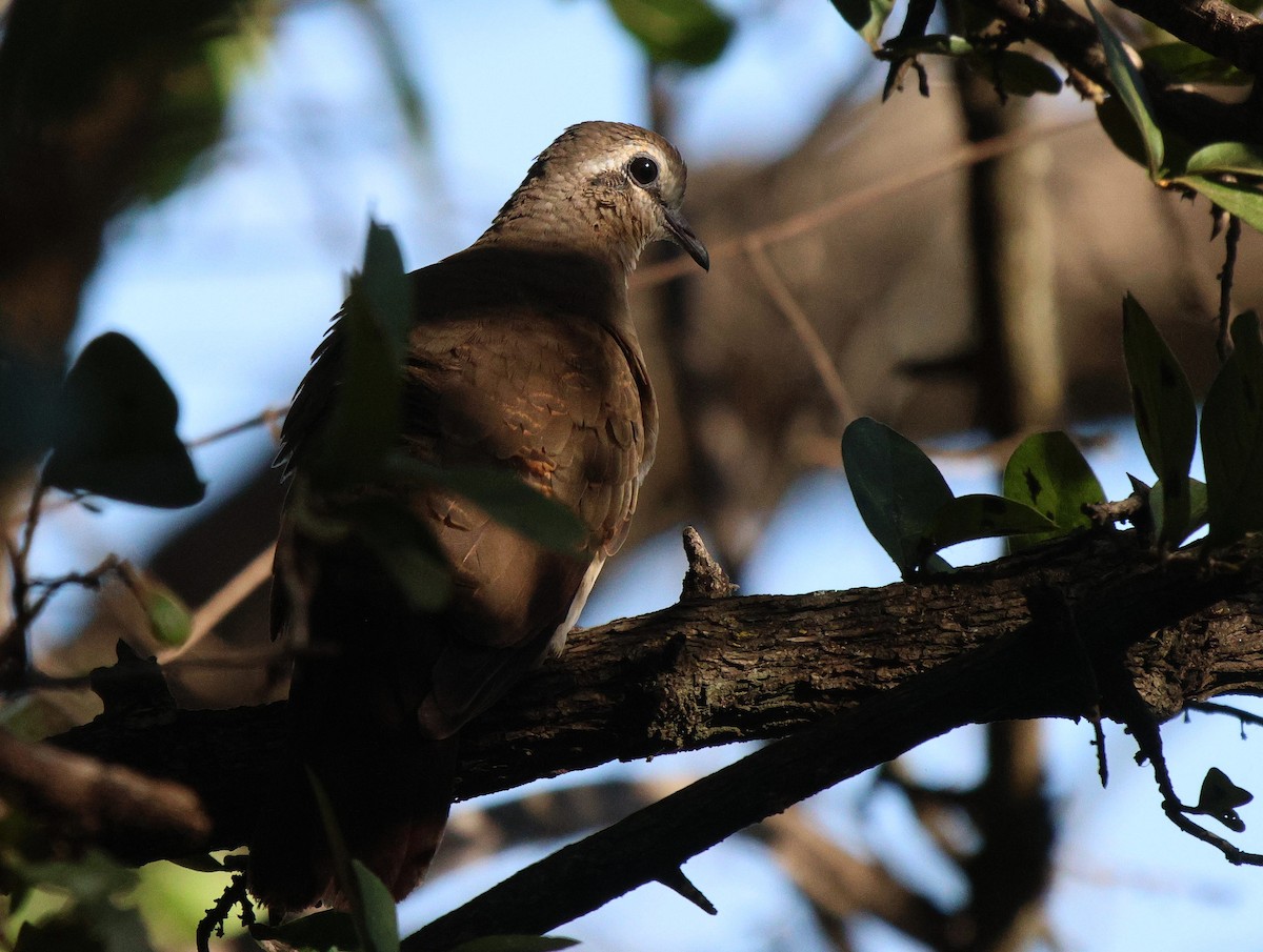 Tambourine Dove - Frank Willems - Birding Zambia