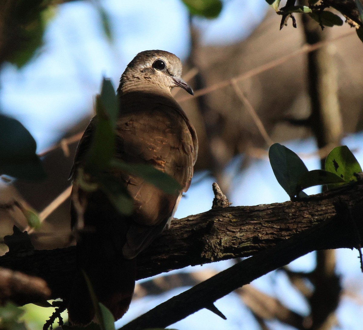Tambourine Dove - Frank Willems - Birding Zambia
