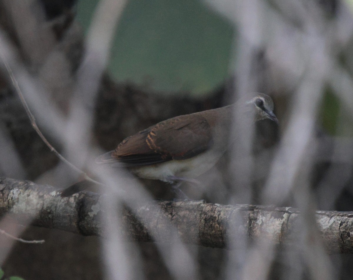 Tambourine Dove - Frank Willems - Birding Zambia