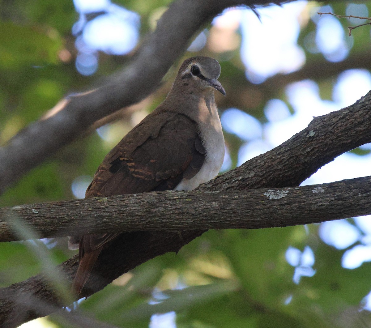 Tambourine Dove - Frank Willems - Birding Zambia