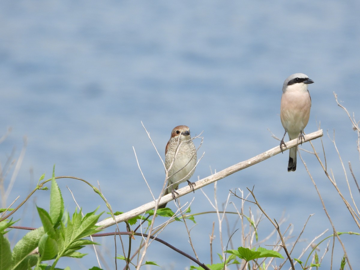 Red-backed Shrike - ML619285238