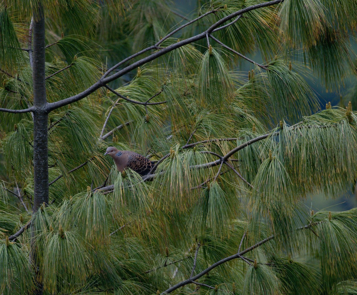 Oriental Turtle-Dove - Nara Jayaraman