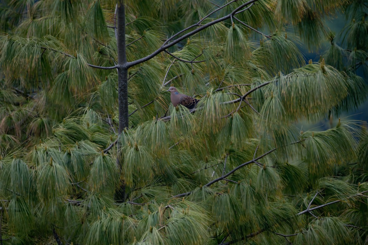 Oriental Turtle-Dove - ML619285255