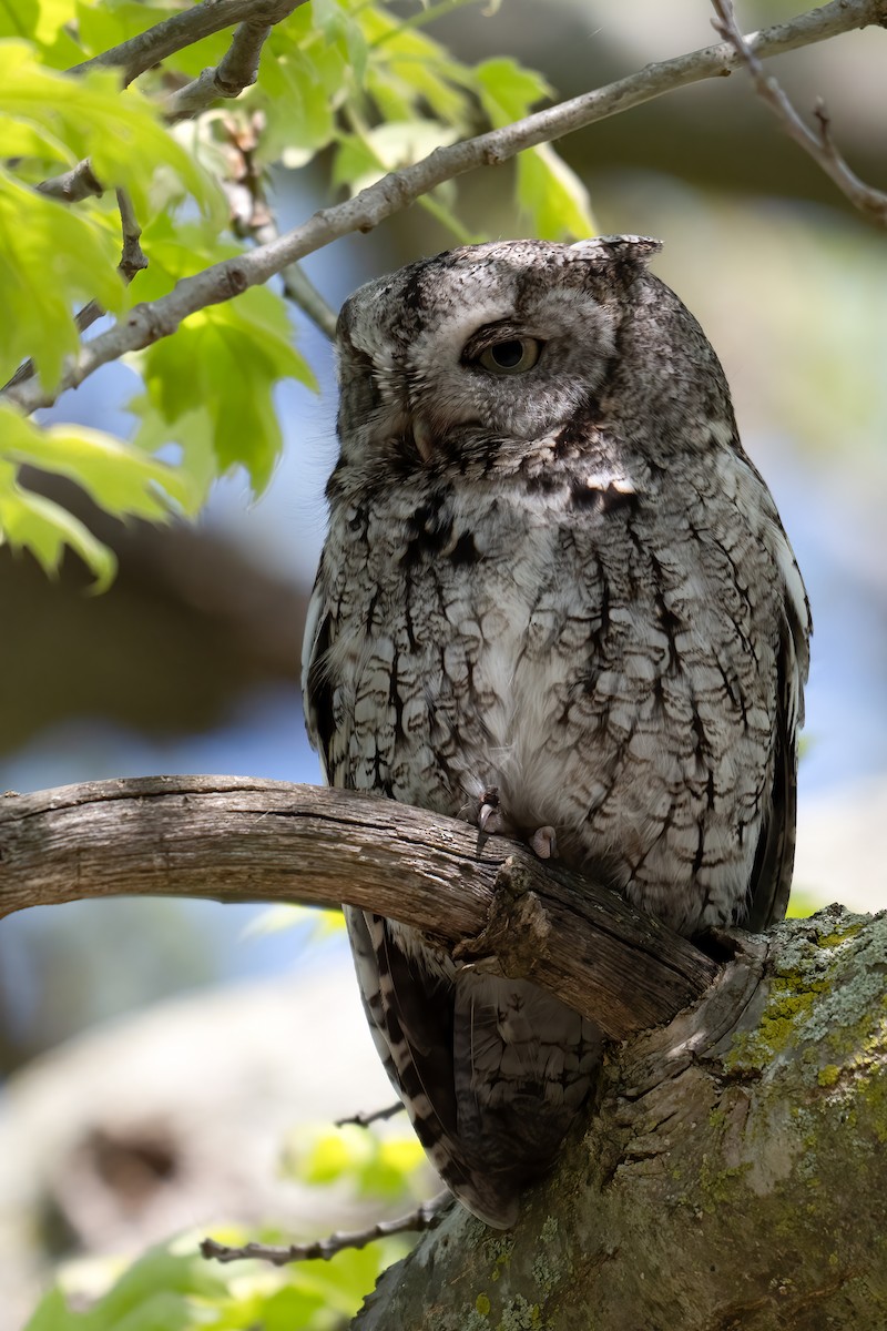 Eastern Screech-Owl - Rob  Henderson