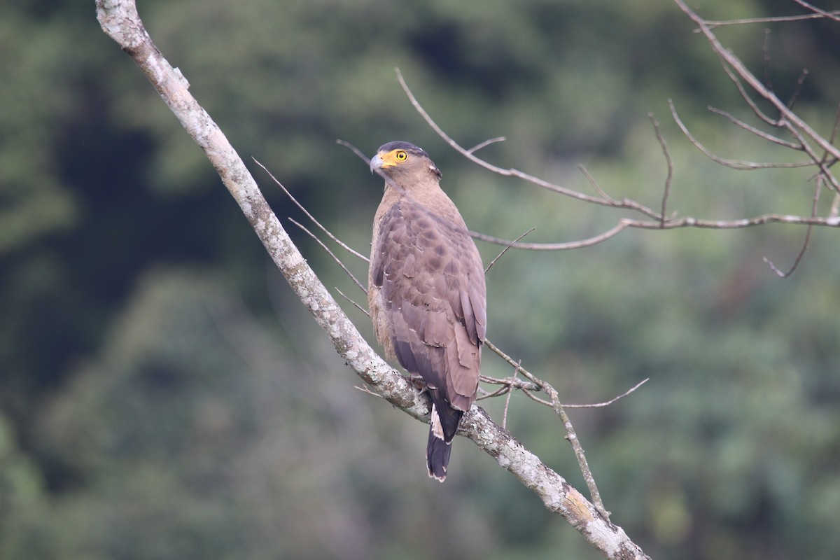 Crested Serpent-Eagle - ML619285284