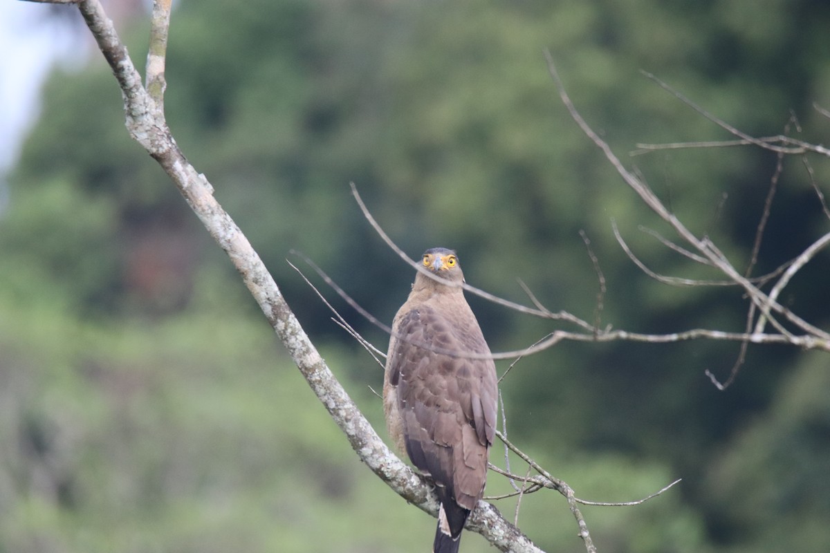 Crested Serpent-Eagle - ML619285285