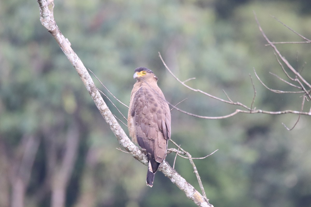 Crested Serpent-Eagle - ML619285288