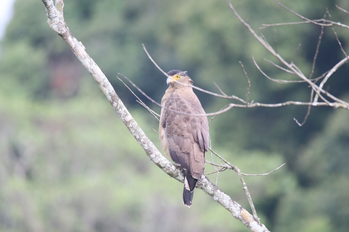 Crested Serpent-Eagle - ML619285289