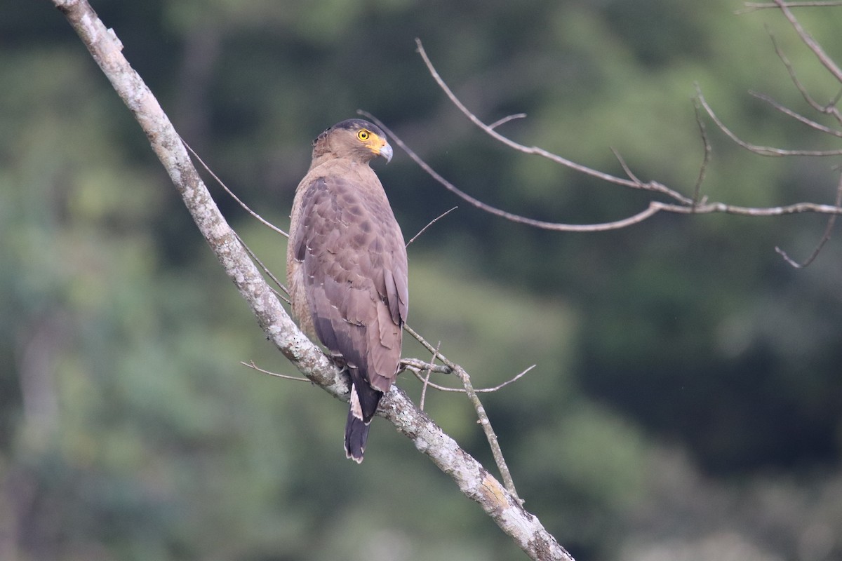Crested Serpent-Eagle - ML619285290