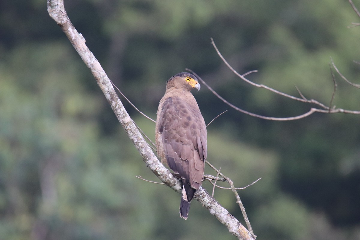 Crested Serpent-Eagle - ML619285291