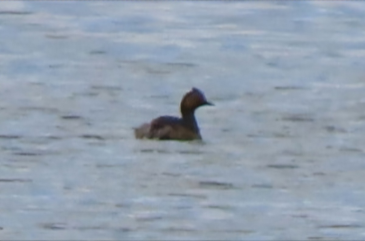 Eared Grebe - ML619285317