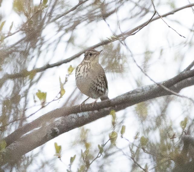 Song Thrush - Sergey Krasnoperov