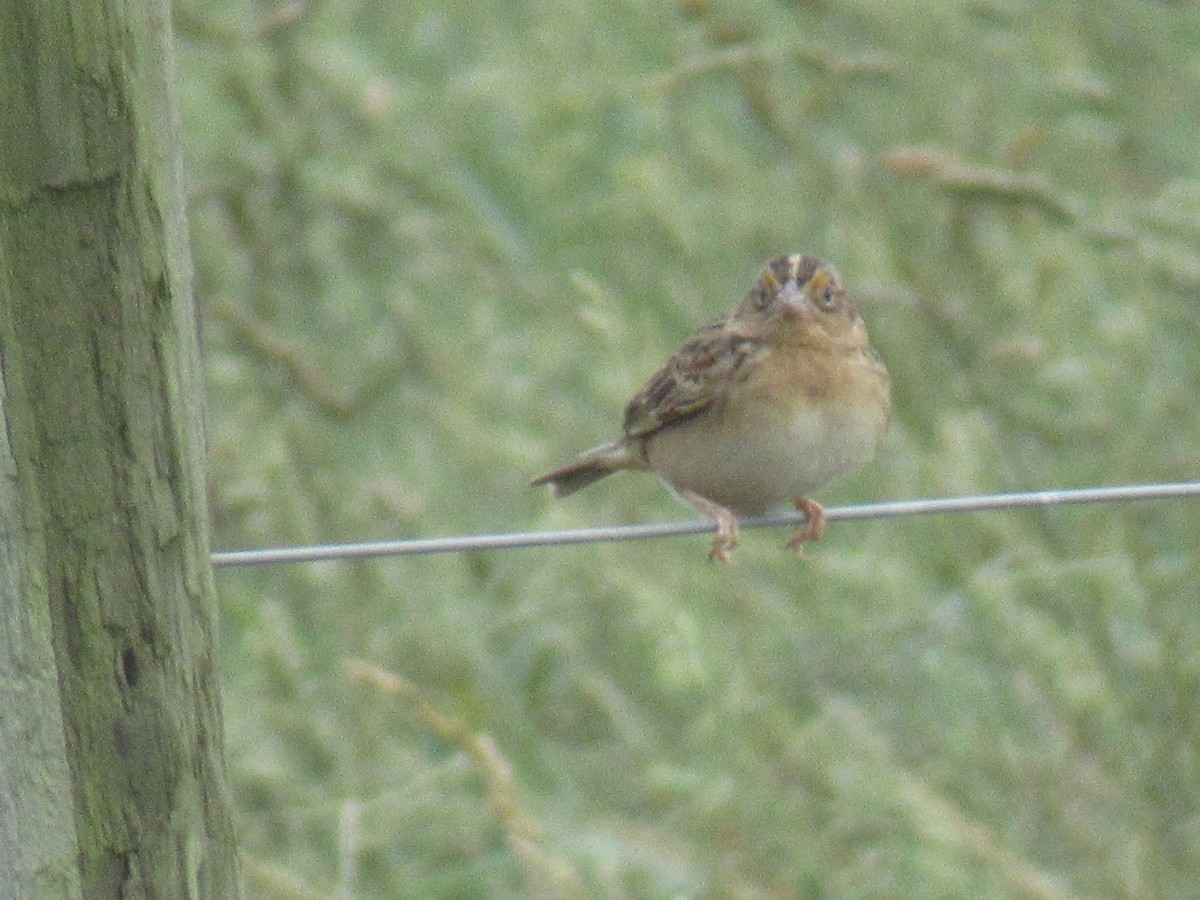 Grasshopper Sparrow - LynnErla Beegle