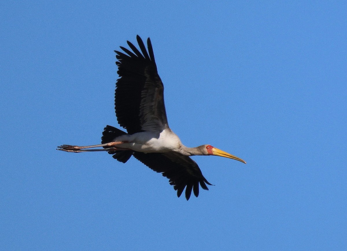 Yellow-billed Stork - Frank Willems - Birding Zambia