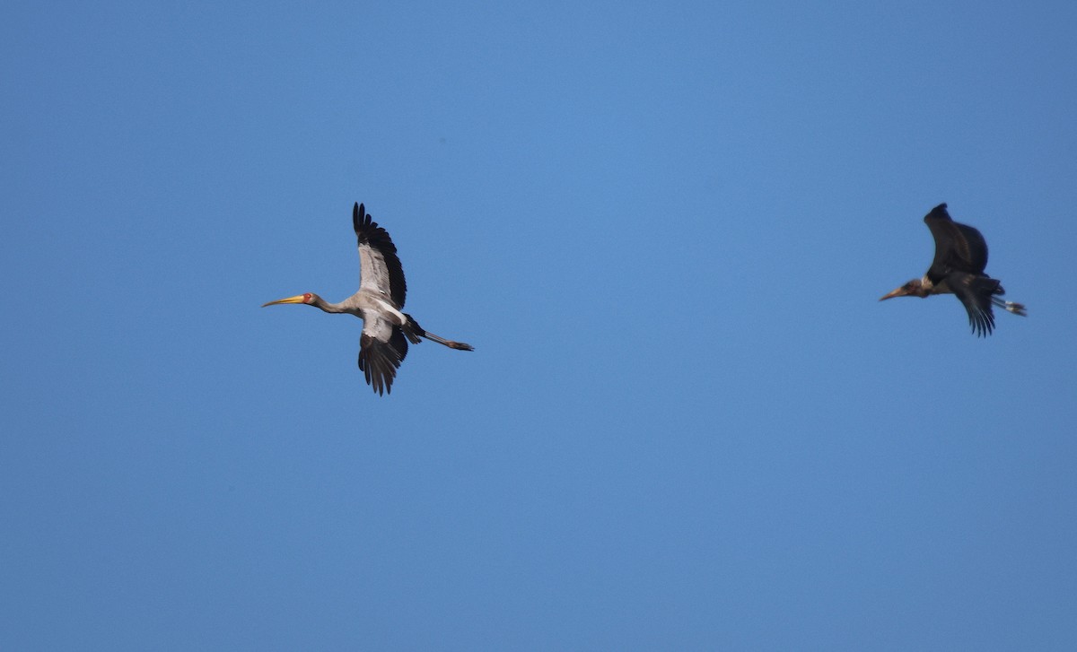 Yellow-billed Stork - Frank Willems - Birding Zambia