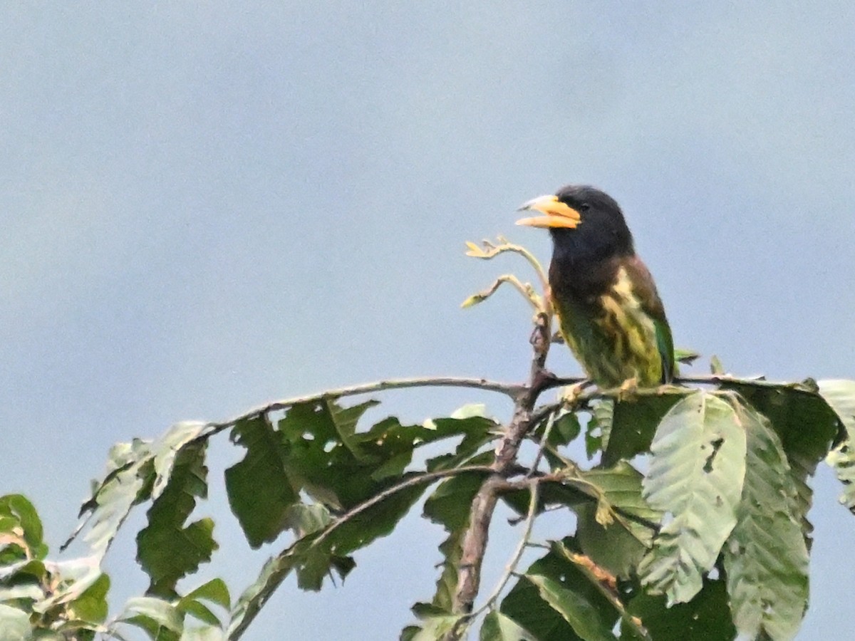 Great Barbet - Anshu Arora