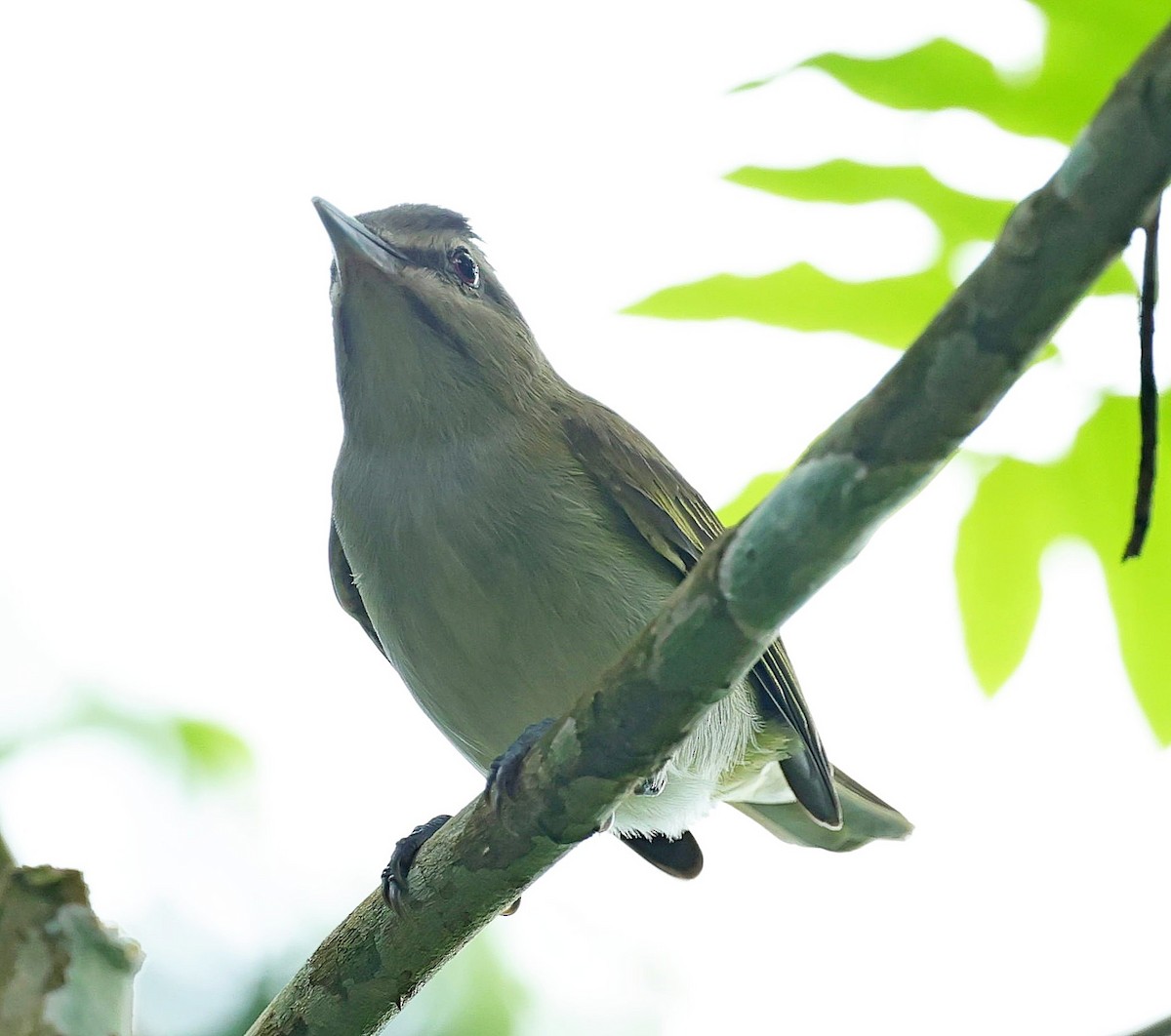 Black-whiskered Vireo - Maciej  Kotlarski