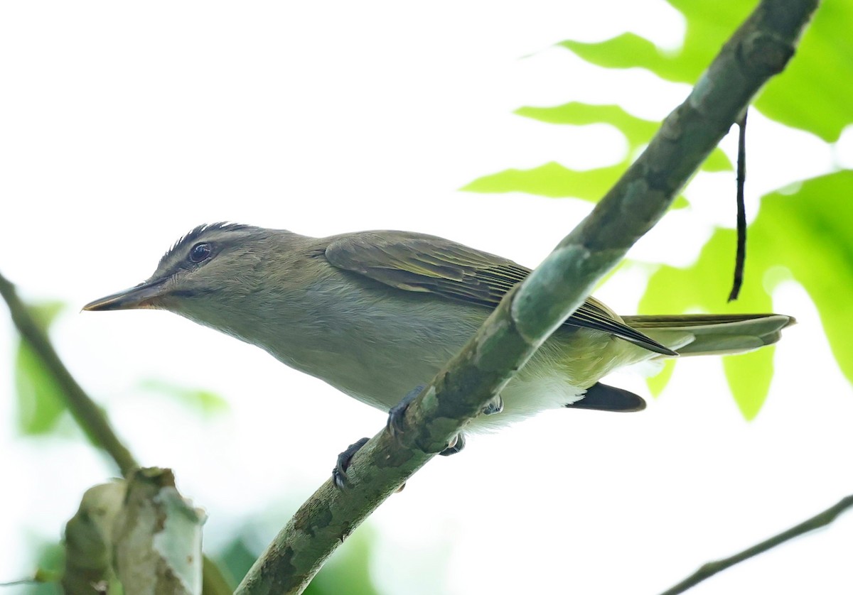 Black-whiskered Vireo - Maciej  Kotlarski