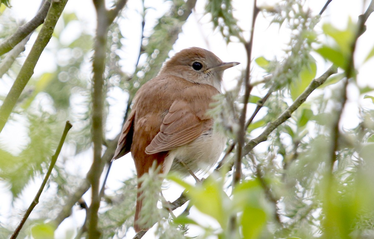 Common Nightingale - Mark Alexander